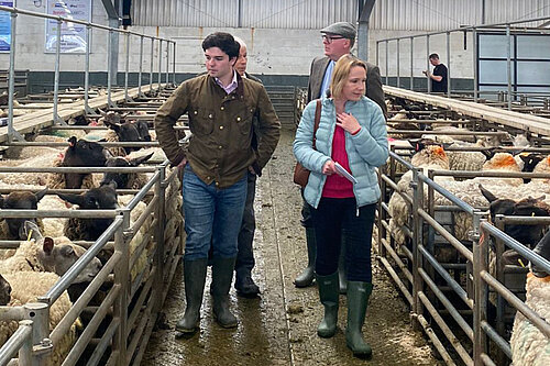 Helen at a livestock market